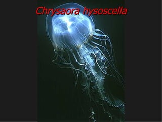 Chrysaora hysoscella 