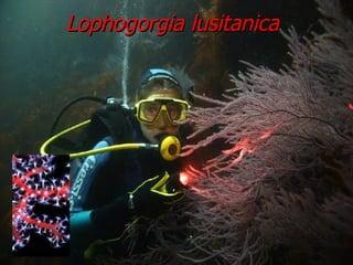 Lophogorgia lusitanica 