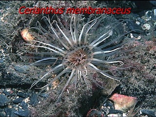 Cerianthus membranaceus 