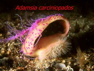 Adamsia carciniopados 