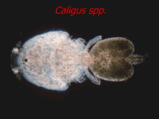 Caligus spp. 