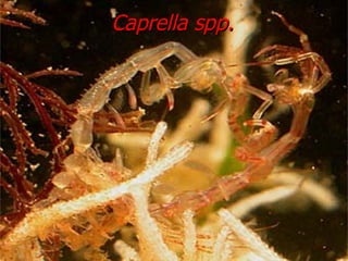 Caprella spp. 