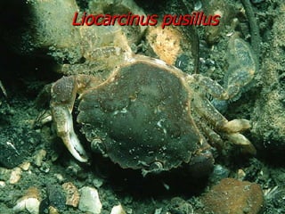 Liocarcinus pusillus 