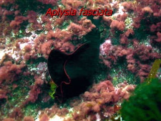 Aplysia fasciata 