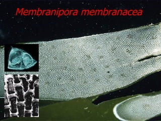 Membranipora membranacea 