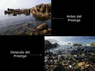 Antes del Prestige Después del Prestige 