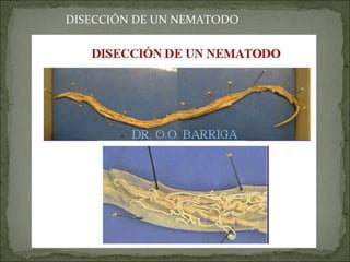 DISECCIÓN DE UN NEMATODO 