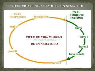 CICLO DE VIDA GENERALIZADO DE UN NEMATODO 