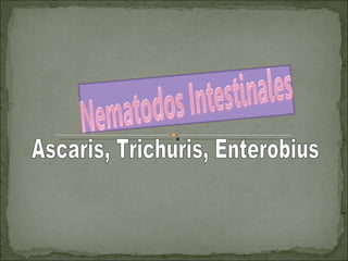 Ascaris, Trichuris, Enterobius  