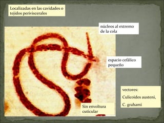 núcleos al extremo de la cola espacio cefálico pequeño Localizadas en las cavidades o tejidos periviscerales Sin envoltura cuticular vectores:  Culicoides austeni,  C. grahami 