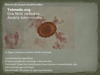 Huevos de Áscaris lumbricoides La figura muestra un huevo fértil corticado Características específicas El huevo puede ser corticado o decorticado Corticado: Posee tres membranas (una externa o mamelonada, dos más internas que son lisas) Decorticado: No posee la capa mamelonada. 