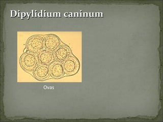 Dipylidium caninum Ovas  