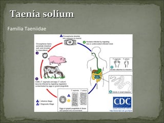 Taenia solium Familia Taeniidae 