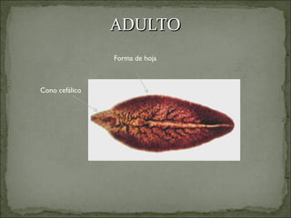 ADULTO Forma de hoja Cono cefálico 