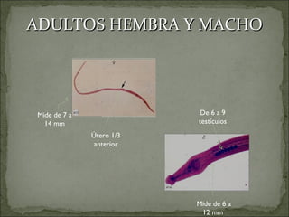 ADULTOS HEMBRA Y MACHO Mide de 7 a 14 mm Útero 1/3 anterior De 6 a 9 testículos Mide de 6 a 12 mm  