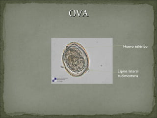 OVA Huevo esférico Espina lateral rudimentaria 