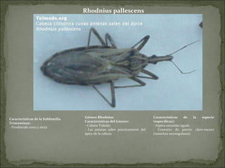 Rhodnius pallescens Género Rhodnius Características del Género: Cabeza Tubular Las antenas salen prácticamente del ápice de la cabeza Características de la Subfamilia Triatominae: - Prosbócide corta y recta Características de la especie (específicas): Espina escutelar aguda. Conexivo de patrón claro-oscuro (manchas rectangulares). 