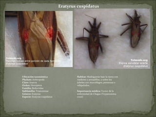 Eratyrus cuspidatus Ubicación taxonómica Phylum:  Arthropoda Clase:  Insecta Orden:  Hemíptera Familia:  Reduviidae Subfamilia:  Triatominae Género:  Eratyrus Especie:  Eratyrus cuspidatus Habitat:  Madrigueras bajo la tierra con roedores o armadillos, o sobre los árboles con murciélagos, peresozas o rabipelados.  Importancia médica:  Vector de la enfermedad de Chagas (Trypanosoma cruzi) 