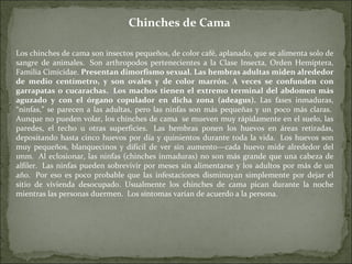 Chinches de Cama Los chinches de cama son insectos pequeños, de color café, aplanado, que se alimenta solo de sangre de animales.  Son arthropodos pertenecientes a la Clase Insecta, Orden Hemíptera, Familia Cimicidae.  Presentan dimorfismo sexual. Las hembras adultas miden alrededor de medio centímetro, y son ovales y de color marrón. A veces se confunden con garrapatas o cucarachas.  Los machos tienen el extremo terminal del abdomen más aguzado y con el órgano copulador en dicha zona (adeagus).  Las fases inmaduras, “ninfas,” se parecen a las adultas, pero las ninfas son más pequeñas y un poco más claras.  Aunque no pueden volar, los chinches de cama  se mueven muy rápidamente en el suelo, las paredes, el techo u otras superficies.  Las hembras ponen los huevos en áreas retiradas, depositando hasta cinco huevos por día y quinientos durante toda la vida.  Los huevos son muy pequeños, blanquecinos y difícil de ver sin aumento—cada huevo mide alrededor del 1mm.  Al eclosionar, las ninfas (chinches inmaduras) no son más grande que una cabeza de alfiler.  Las ninfas pueden sobrevivir por meses sin alimentarse y los adultos por más de un año.  Por eso es poco probable que las infestaciones disminuyan simplemente por dejar el sitio de vivienda desocupado. Usualmente los chinches de cama pican durante la noche mientras las personas duermen.  Los síntomas varían de acuerdo a la persona.  