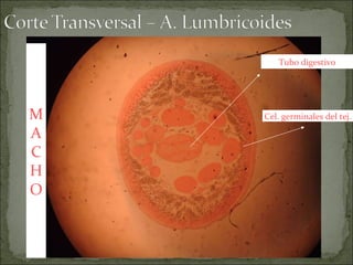 Cel. germinales del tej. Tubo digestivo M A C H O 