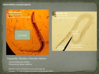 Enterobius vermicularis Izquierda: Hembra, Derecha: Macho Características de ambos: Presencia de aletas cefálicas Macho: Curva ventral con una sola espícula Hembra: La cola termina en punta en forma de alfiler 3-13 mm 