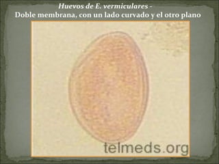 Huevos de E. vermiculares -  Doble membrana, con un lado curvado y el otro plano 