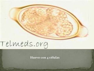 Huevo con 4 células   