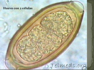 Huevo con 2 células   