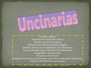 Género y especie Ancylostoma duodenale: dientes Necator americanus: placas Hábitat: parte alta del intestino delgado Estadios: huevo, larva rhabditoide, larva filariforme Forma infectante para el hombre: larva filariforme Longevidad:  más de 6 años Presenta ciclo de looss Contacto con suelos contaminados con la forma infectante del parásito ANQUILOSTOMOSIS, uncinariasis  
