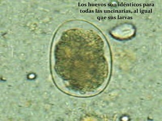 Los huevos son idénticos para todas las uncinarias, al igual que sus larvas    