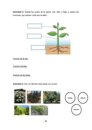 8
Actividad 4: Señala las partes de la planta: raíz, tallo y hojas y explica las
funciones que realizan cada una de ellas.
Función de la raíz:
Función del tallo:
Función de las hojas:
Actividad 5: Une con flechas cada planta con su tipo.
 