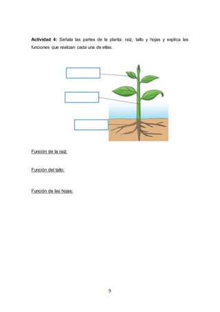 9
Actividad 4: Señala las partes de la planta: raíz, tallo y hojas y explica las
funciones que realizan cada una de ellas.
Función de la raíz:
Función del tallo:
Función de las hojas:
 