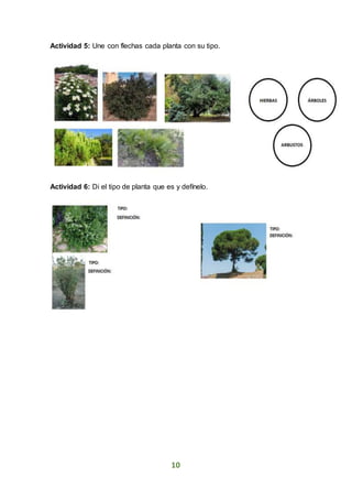 10
Actividad 5: Une con flechas cada planta con su tipo.
Actividad 6: Di el tipo de planta que es y defínelo.
 