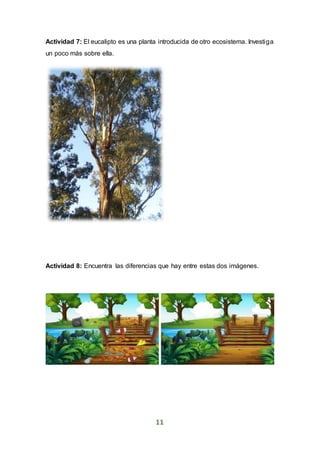 11
Actividad 7: El eucalipto es una planta introducida de otro ecosistema. Investiga
un poco más sobre ella.
Actividad 8: Encuentra las diferencias que hay entre estas dos imágenes.
 