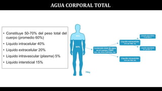 AGUA CORPORAL TOTAL
• Constituye 50-70% del peso total del
cuerpo (promedio 60%)
• Liquido intracelular 40%
• Liquido extracelular 20%
• Liquido intravascular (plasma) 5%
• Liquido intersticial 15%
 
