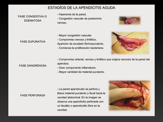 ESTADÍOS DE LA APENDICITIS AGUDAESTADÍOS DE LA APENDICITIS AGUDA
FASE CONGESTIVA OFASE CONGESTIVA O
EDEMATOSAEDEMATOSA
- Hiperemia de la pared.- Hiperemia de la pared.
- Congestión vascular de predominio- Congestión vascular de predominio
venoso.venoso.
FASE SUPURATIVAFASE SUPURATIVA
- Mayor congestión vascular.- Mayor congestión vascular.
- Compromiso venoso y linfático.- Compromiso venoso y linfático.
Aparición de exudado fibrinopurulento.Aparición de exudado fibrinopurulento.
- Comienza la proliferación bacteriana.- Comienza la proliferación bacteriana.
FASE GANGRENOSAFASE GANGRENOSA
- Compromiso arterial, venoso y linfático que origina necrosis de la pared del- Compromiso arterial, venoso y linfático que origina necrosis de la pared del
apéndice.apéndice.
- Gran componente inflamatorio.- Gran componente inflamatorio.
- Mayor cantidad de material purulento.- Mayor cantidad de material purulento.
FASE PERFORADAFASE PERFORADA
- La pared apendicular se perfora y- La pared apendicular se perfora y
libera material purulento y fecal hacia lalibera material purulento y fecal hacia la
cavidad abdominal. En la imagen secavidad abdominal. En la imagen se
observa una apendicitis perforada conobserva una apendicitis perforada con
un fecalito o apendicolito libre en laun fecalito o apendicolito libre en la
cavidad.cavidad.
 