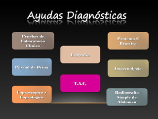 Pruebas dePruebas de
LaboratorioLaboratorio
ClínicoClínico
Coproscópico yCoproscópico y
CoprológicoCoprológico
Parcial de OrinaParcial de Orina ImagenologíaImagenología
Proteína CProteína C
ReactivaReactiva
RadiografíaRadiografía
Simple deSimple de
AbdomenAbdomen
EcografíaEcografía
T.A.C.T.A.C.
 