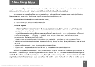 141
uma garrafa, para que fique macia e com as nervuras amassadas. Antes do uso, esquentamos um pouco as folhas. Podemos
colocar diversas folhas umas sobre as outras... como telhas no telhado e depois fixar com atadura.
Mesmo depois de amassada, a folha com nervuras salientes pode prejudicar a ferida e provocar muita dor. Não deve
haver dobras para não provocar dor intensa. Isso vale para qualquer tipo de compressa.
Normalmente a compressa é renovada de manhã e à noite.
Em casos muito graves a renovação é mais frequente.
Atuação do repolho:
– A folha do repolho provoca ou ativa a secreção ou supuração de abcessos, bolhas, caroços ou furúnculos quando
colocada sobre a parte inflamada.
– A ativação da supuração ou secreção provoca uma melhora e frequentemente a cura... em alguns casos as folhas de
repolho aumentam a dor e a inflamação e o pus pode conter sangue... Nesse caso, é preciso interromper as
compressas, que já atingiram o efeito desejado.
– O tratamento de uma supuração com repolho evita, com segurança, a reabsorção do pus, seguida de infecção.
– O abcesso de qualquer tamanho ou idade pode ser curado com repolho de forma perfeitamente segura, e as recaídas
são raras.
– As cicatrizes formadas sob o efeito do repolho são limpas e perfeitas.
– O repolho tem a propriedade de neutralizar a causa da doença e eliminar suas consequências.
O pastor Loviat, de Besançon na França, conta o que aconteceu no século passado com um menino que havia caído de
uma carroça. A roda passou por cima de sua perna e trouxeram o menino para casa. Dois médicos o examinaram e chegaram à
conclusão de que havia necessidade de amputar a perna. O cirurgião confirmou o diagnóstico e marcaram a cirurgia para o dia
seguinte. Quando eles foram embora, o pastor aconselhou a mãe a cobrir a perna machucada com folhas de repolho. Isso foi
Licenciado para Marcos Vinicius Ribeiro - 33546753810 - Protegido por Eduzz.com
 