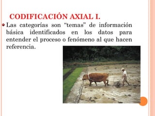 CODIFICACIÓN AXIAL I. Las categorías son “temas” de información básica identificados en los datos para entender el proceso o fenómeno al que hacen referencia.  