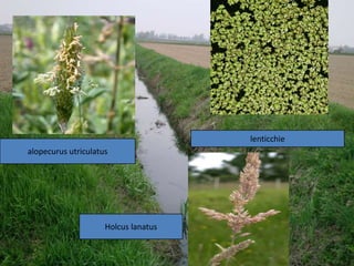 lenticchie
alopecurus utriculatus




                     Holcus lanatus
 