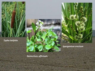 Typha latifolia

                                          Sparganium erectum



                  Nasturtium officinale
 