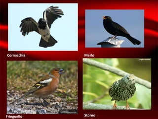 Cornacchia   Merlo




Fringuello   Storno
 
