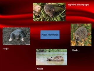 Topolino di campagna




            Piccoli mammiferi




talpa
                                    Riccio




        Nutria
 
