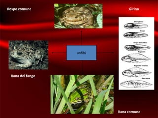 Rospo comune                    Girino




                  anfibi




 Rana del fango




                           Rana comune
 