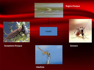Ragno d’acqua




                                insetti




Scorpione d’acqua                             Zanzara




                    Libellula
 