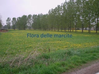 Flora delle marcite
 