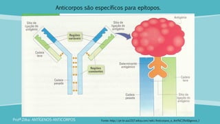 Anticorpos são específicos para epítopos.
Profª.Zilka: ANTÍGENOS-ANTICORPOS Fonte: http://pt-br.aia1317.wikia.com/wiki/Anticorpos_e_Ant%C3%ADgenos_I
 