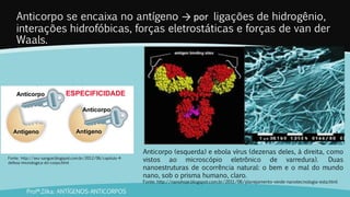 Anticorpo se encaixa no antígeno → por ligações de hidrogênio,
interações hidrofóbicas, forças eletrostáticas e forças de van der
Waals.
Profª.Zilka: ANTÍGENOS-ANTICORPOS
Fonte: http://seu-sangue.blogspot.com.br/2012/06/capitulo-4-
defesa-imunologica-do-corpo.html
Anticorpo (esquerda) e ebola vírus (dezenas deles, à direita, como
vistos ao microscópio eletrônico de varredura). Duas
nanoestruturas de ocorrência natural: o bem e o mal do mundo
nano, sob o prisma humano, claro.
Fonte: http://nanohoje.blogspot.com.br/2011/06/planejamento-verde-nanotecnologia-esta.html
 