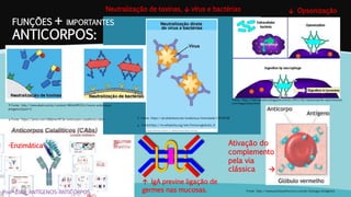 FUNÇÕES + IMPORTANTES
ANTICORPOS:
Profª.Zilka: ANTÍGENOS-ANTICORPOS
↑ Fonte: http://www.ebah.com.br/content/ABAAAffGYAJ/imuno-anticorpos-
antigenos?part=2
↓ Fonte: https://prezi.com/db6jmecff13e/anticorpos-cataliticos-cabs/ ↑ Fonte: https://pt.slideshare.net/anabzizou/imunidade-12676528
↓ Fonte:https://en.wikipedia.org/wiki/Immunoglobulin_A
↓ Opsonização
Fonte: http://merciacallou.blogspot.com.br/2011/02/relacionando-opsonizacao-
com-fagocitose.html
Ativação do
complemento
pela via
clássica →
Fonte: http://www.portalsaofrancisco.com.br/biologia/antigenos
↑ IgA previne ligação de
germes nas mucosas.
Neutralização de toxinas, ↓ vírus e bactérias
-Enzimática
 