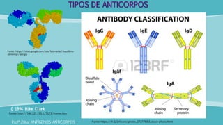 TIPOS DE ANTICORPOS
Profª.Zilka: ANTÍGENOS-ANTICORPOS Fonte: https://fr.123rf.com/photo_27277653_stock-photo.html
Fonte: https://sites.google.com/site/luizmeira2/equilibrio-
alimentar/alergia
Fonte: http://140.121.155.1/5123/theme.htm
 